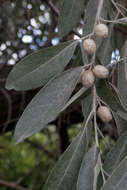 Image of Russian olive