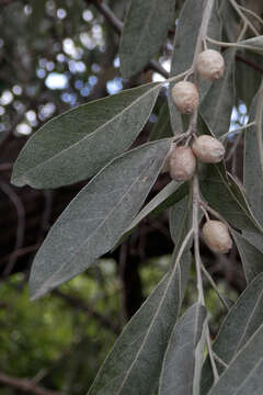 Image of Russian olive