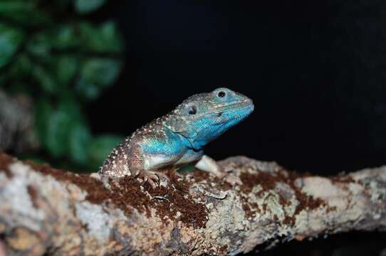 Image of (Dwarf) Turnip Tail Agama