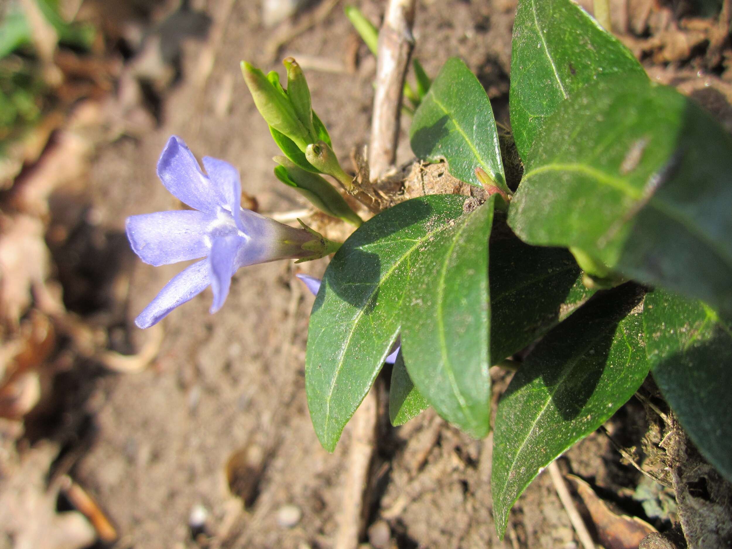 Image of Common Periwinkle