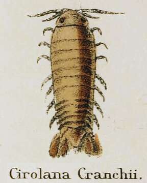 Image of Cirolana Leach 1818