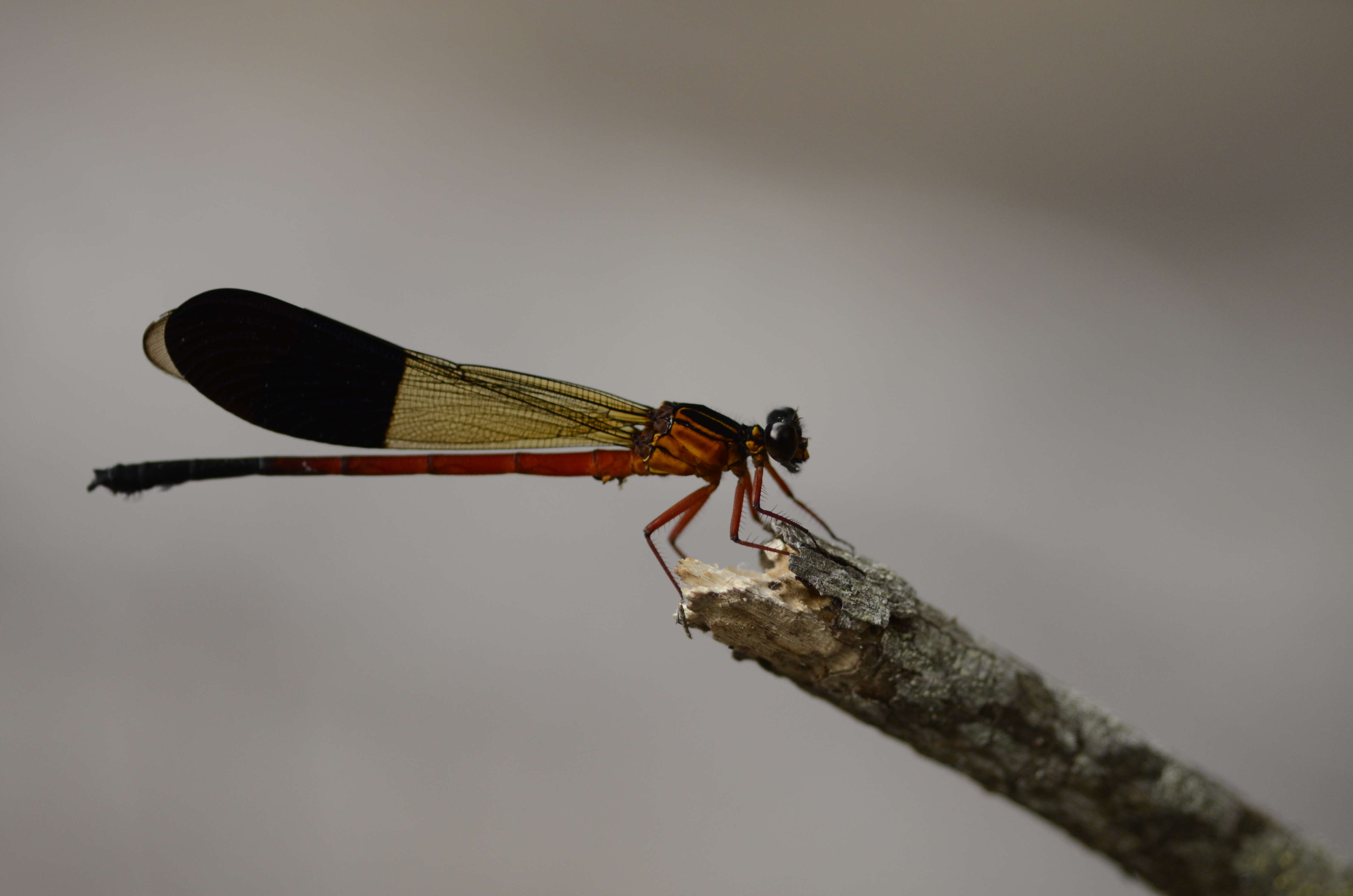 Image of Euphaea cardinalis (Fraser 1924)