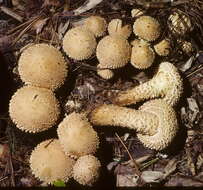 Pholiota squarrosa (Vahl) P. Kumm. 1871 resmi