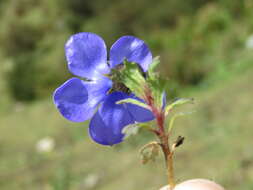 Image of Cyananthus lobatus Wall. ex Benth.