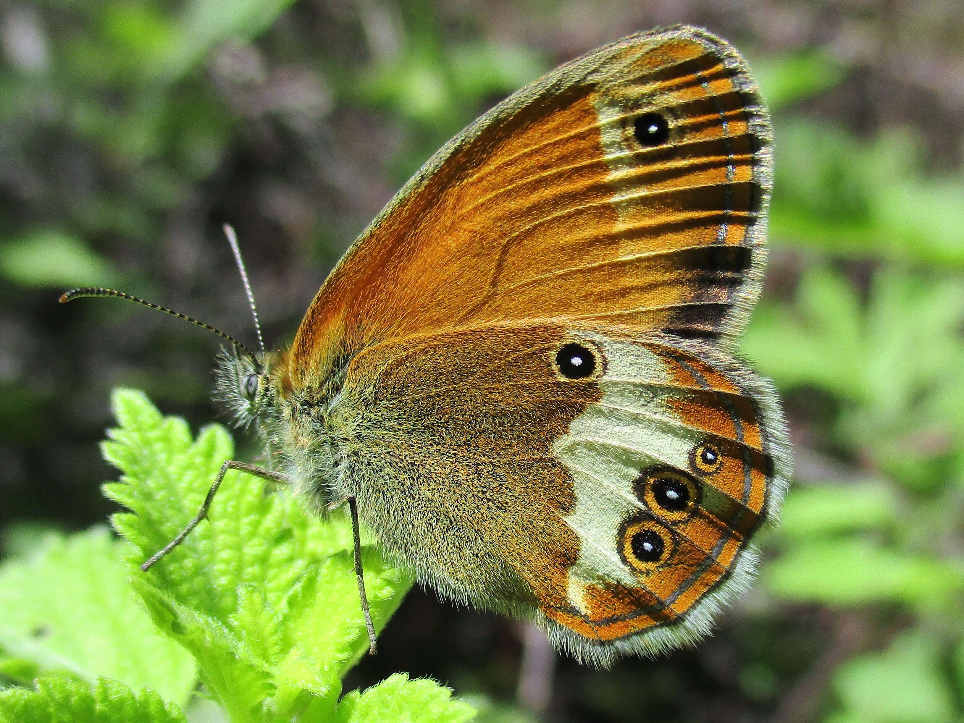 Coenonympha arcania Linnaeus 1761的圖片