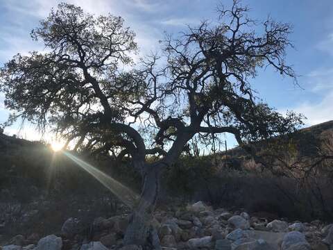 Imagem de Quercus emoryi Torr.