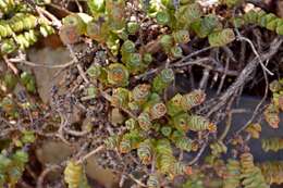 Image of Concertina plant