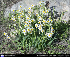 Image of cream narcissus