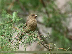 Plancia ëd Carpodacus rhodochlamys (Brandt & JF 1843)