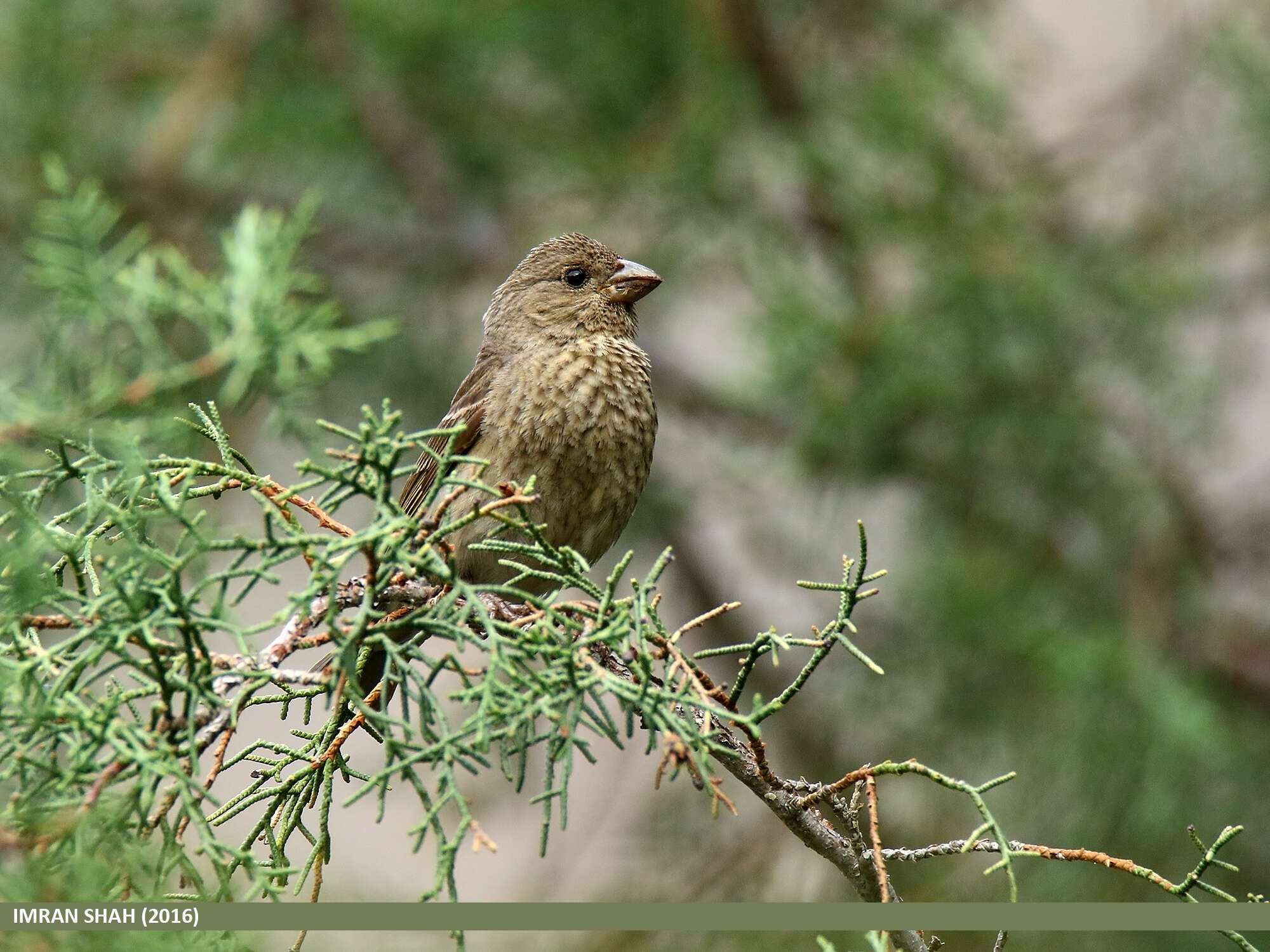 Plancia ëd Carpodacus rhodochlamys (Brandt & JF 1843)