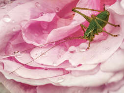 Image of speckled bush-cricket