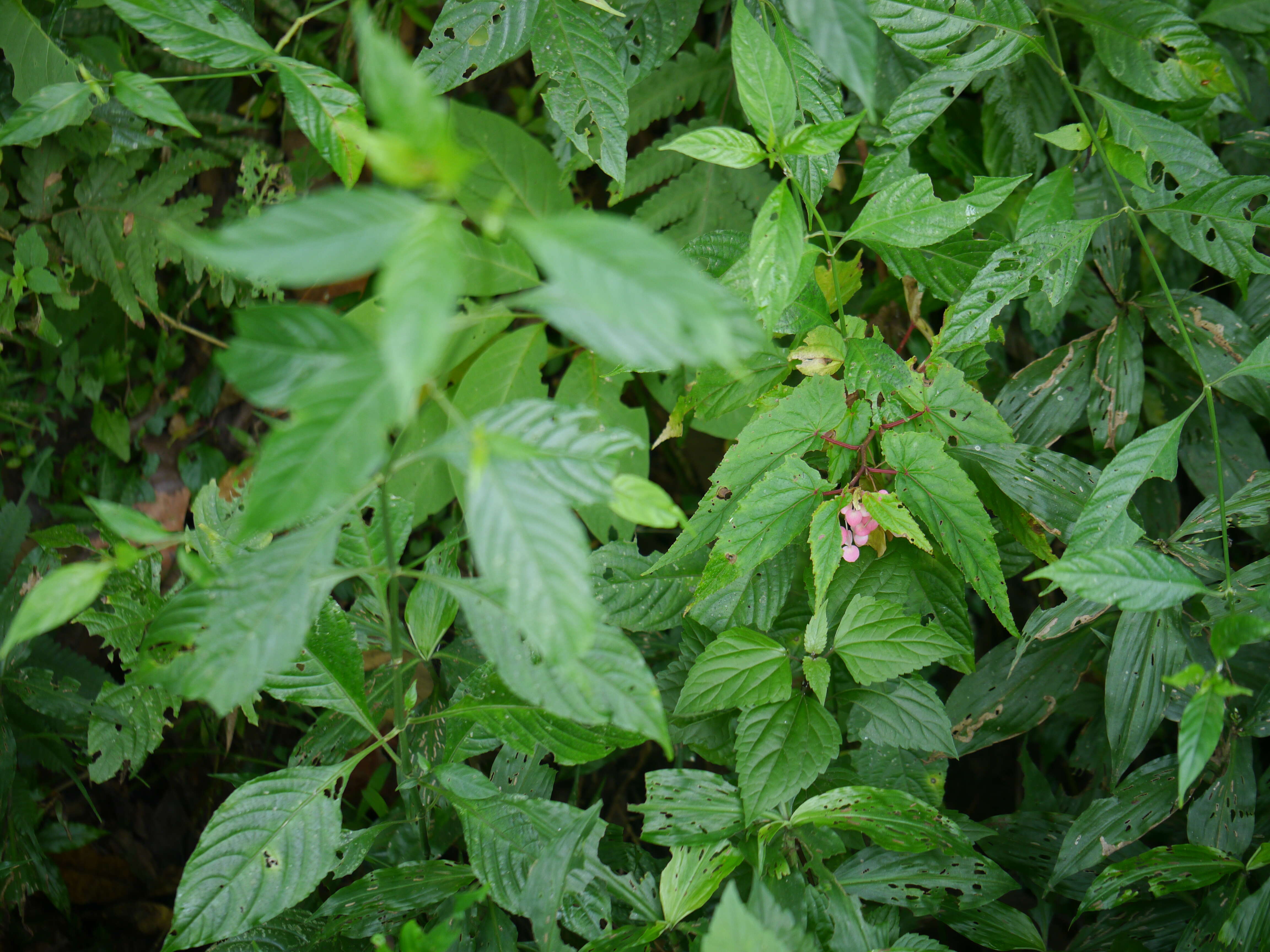 Image of Begonia malabarica Lam.