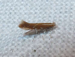 Image of Goldenrod Leaf Miner