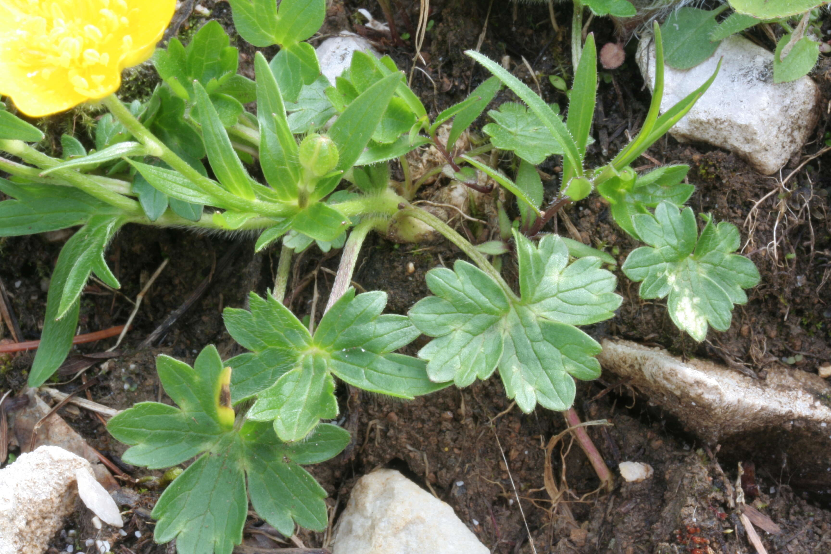 Image of Ranunculus montanus Willd.