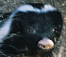 Image of Humboldt's Hog-nosed Skunk