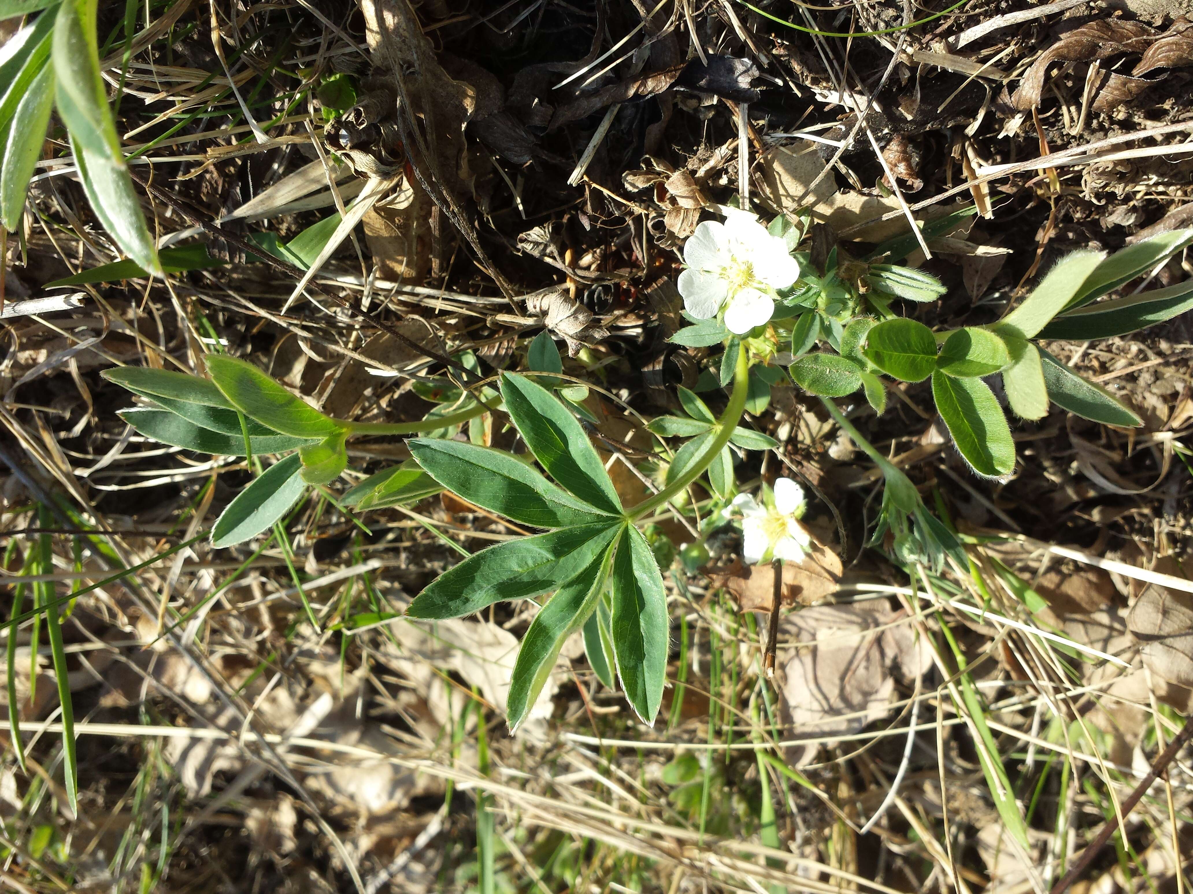 Imagem de Potentilla alba L.