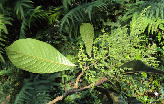 Image of Meliosma simplicifolia (Roxb.) Walp.