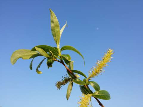 Image of White Willow