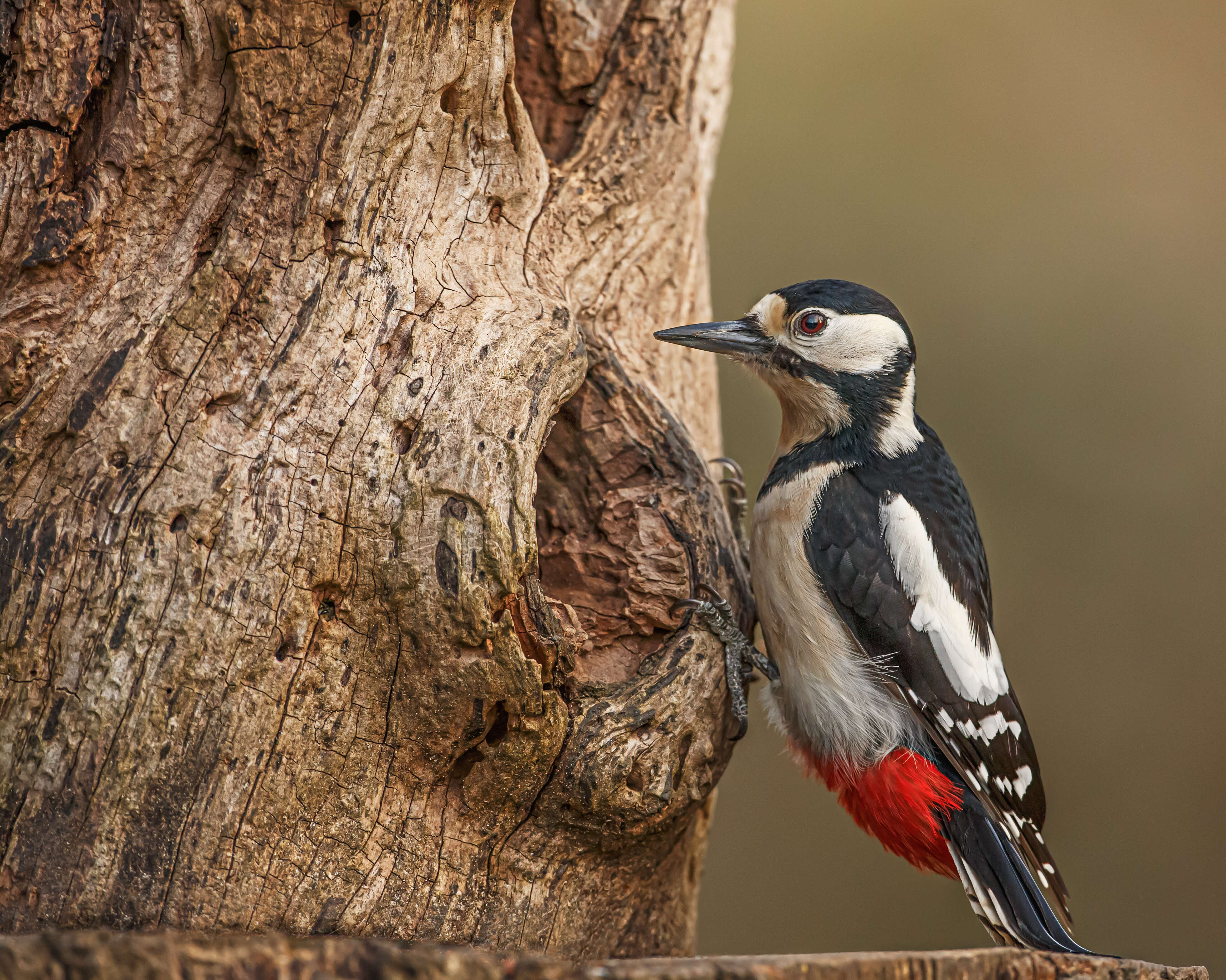 Image of Great Spotted Woodpecker