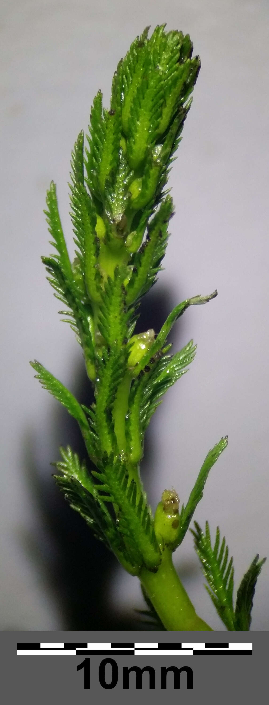 Слика од Myriophyllum verticillatum L.