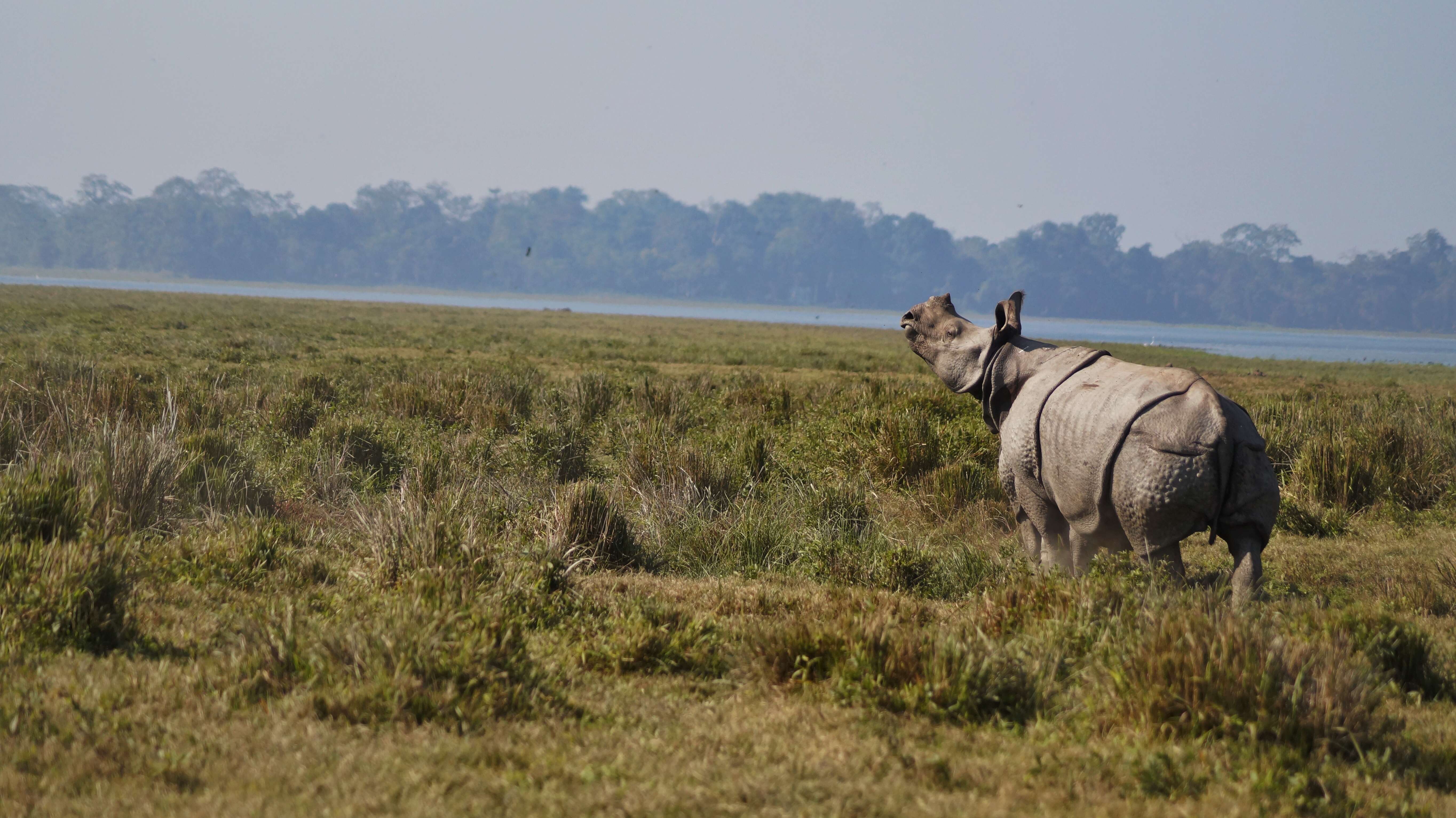 Image of Indian Rhinoceros