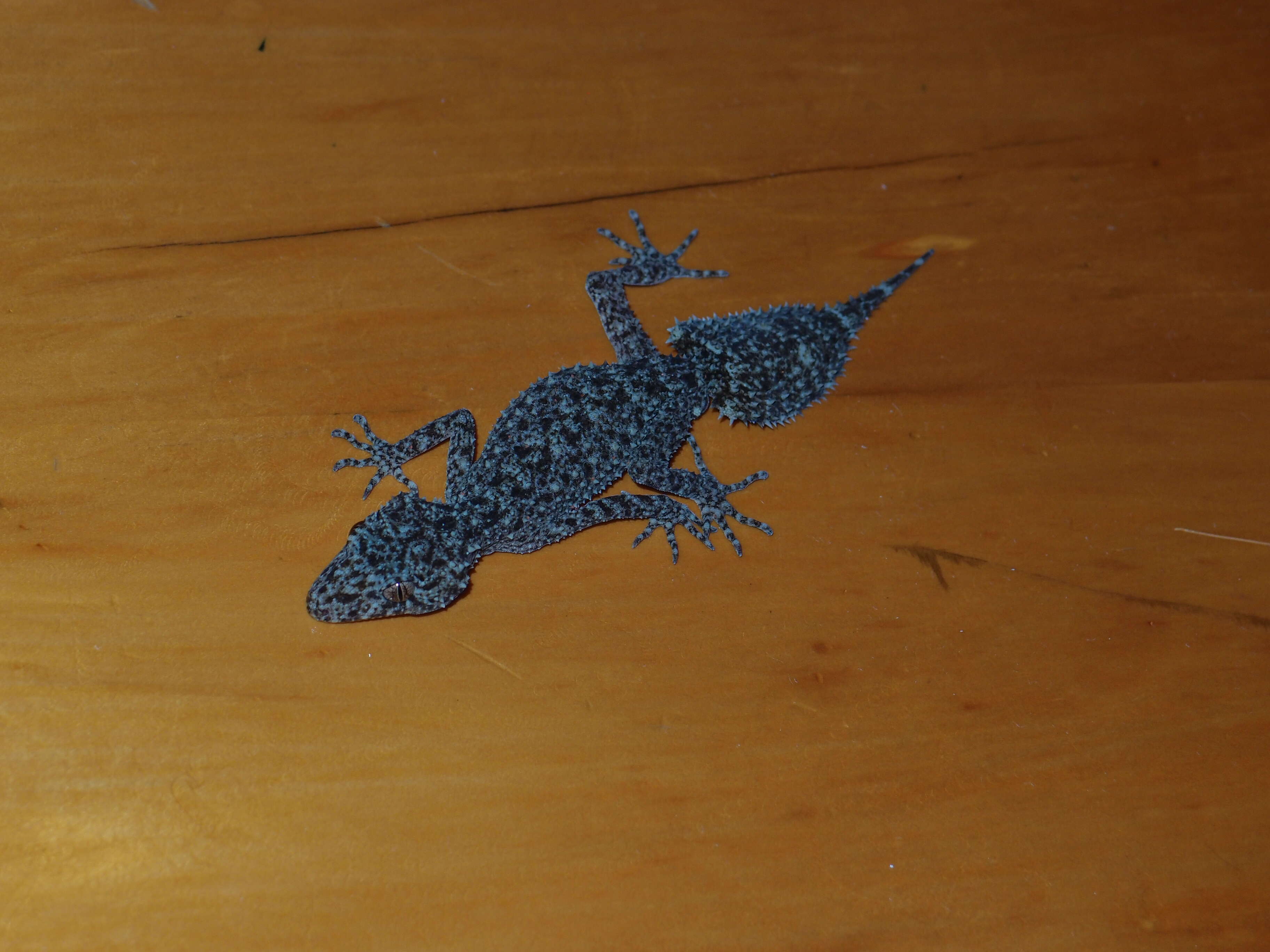 Image of Broad-tailed Gecko