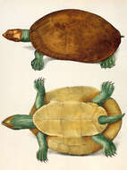 Image of Red-headed Amazon River Turtle