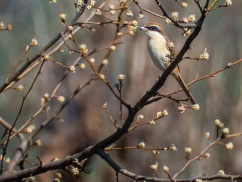 Image of Brown Shrike