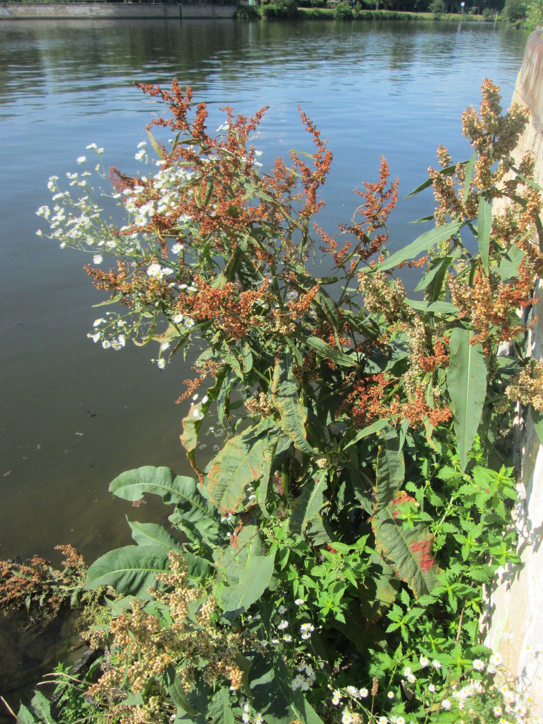 Image of Water Dock