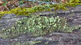 Image of cup lichen