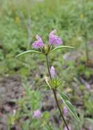 Image of Red hemp-nettle