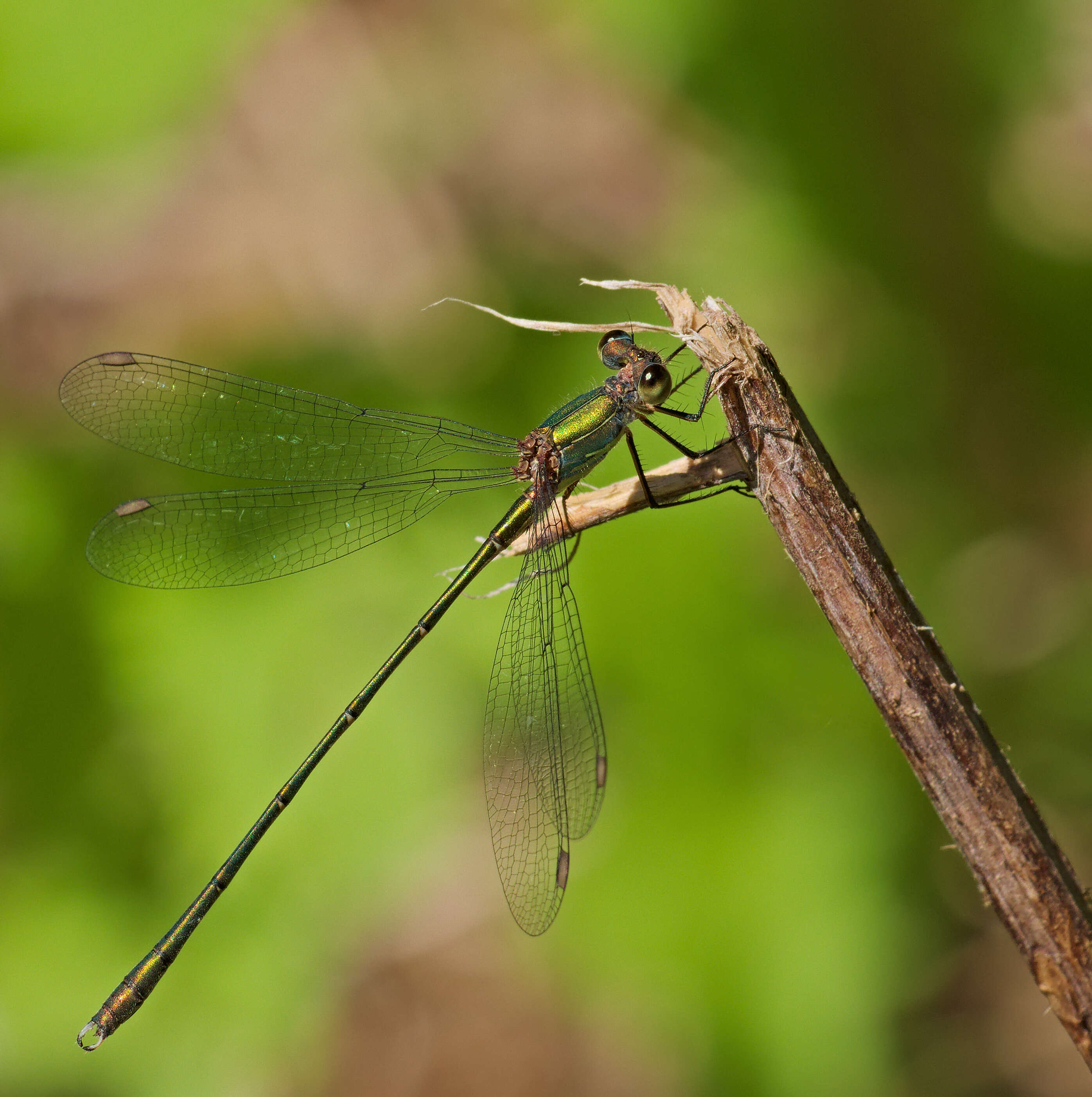 Image of Chalcolestes Kennedy 1920