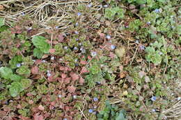 Image of Grey Field-speedwell