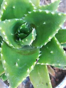 Image of Aloe vera