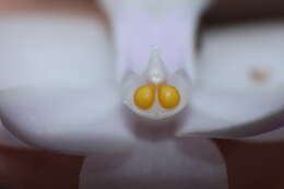 Image of Aerides crispa Lindl.