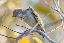 Image of Thick-billed Flowerpecker