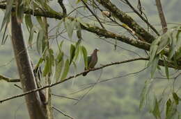 Image of Common Emerald Dove