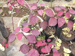 Image of Mexican shrubby spurge