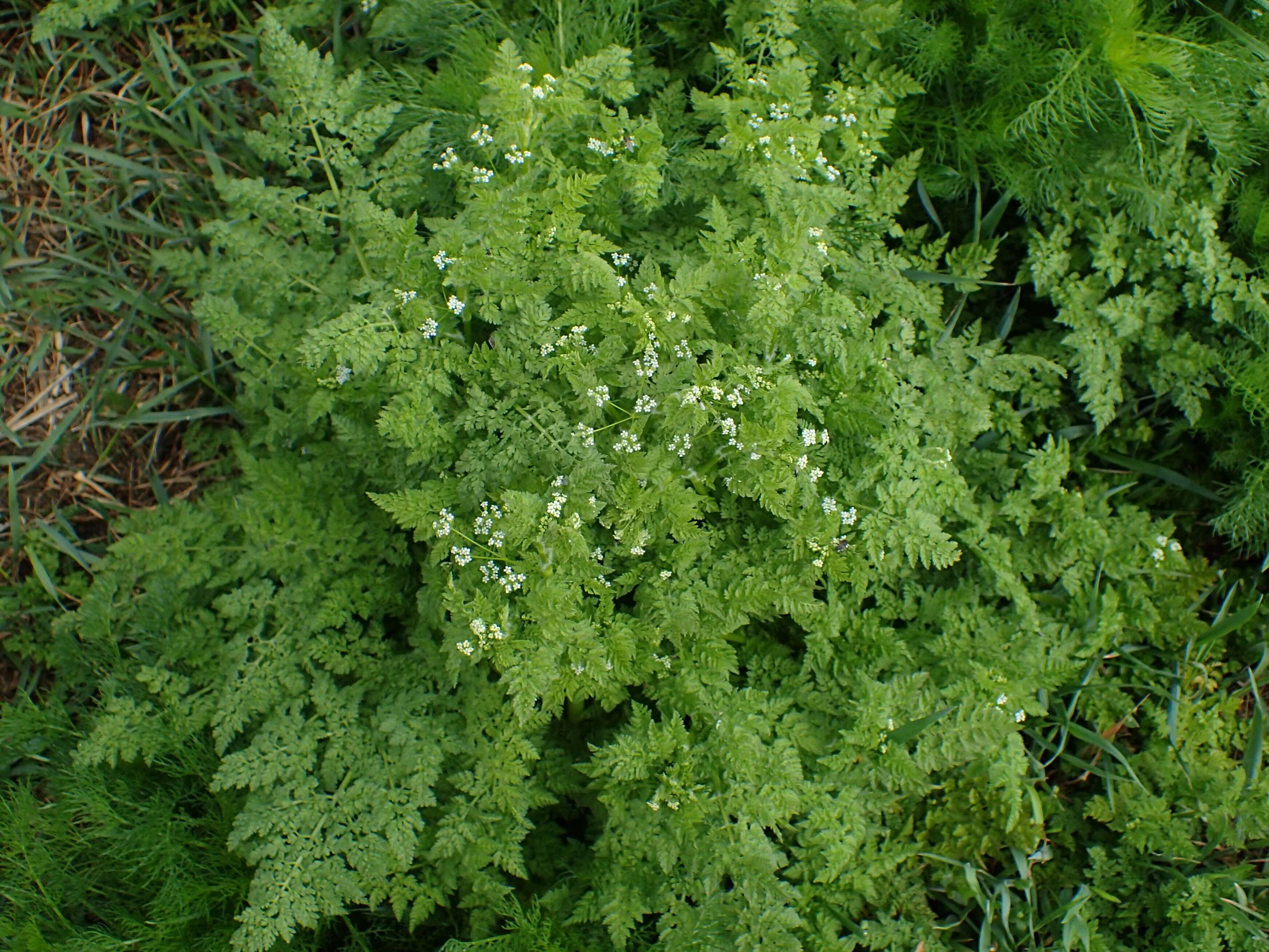 Image of bur chervil