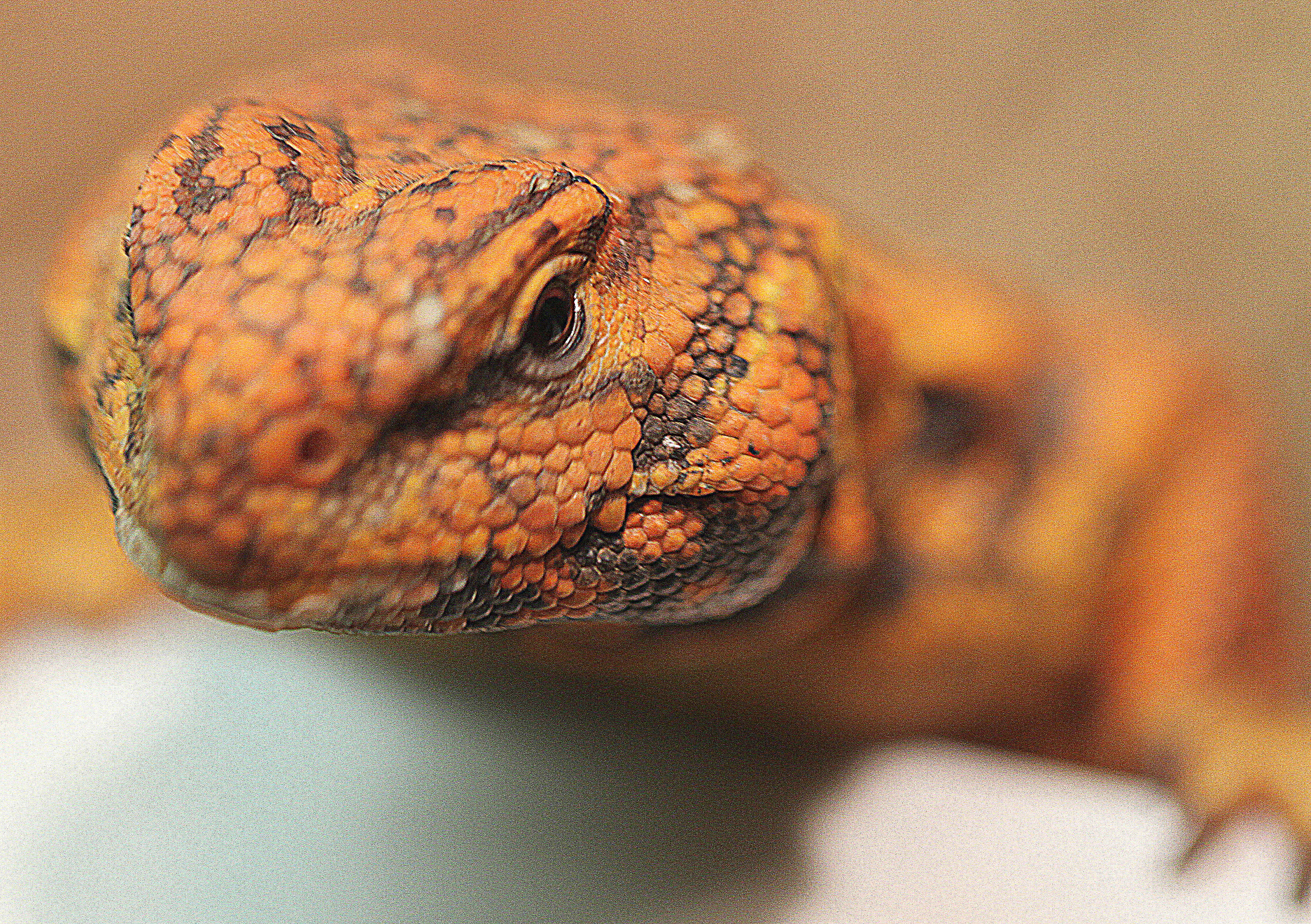 Image of Saharan spiny-tailed lizard