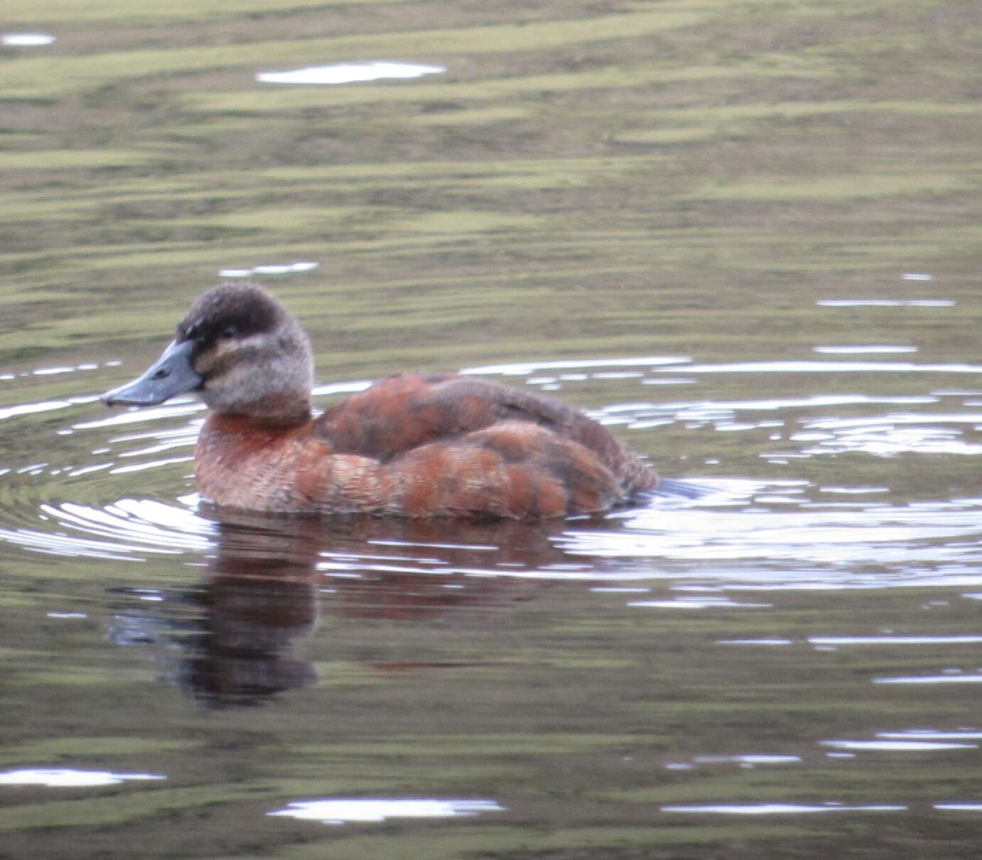 صورة Oxyura ferruginea (Eyton 1838)