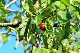 Plancia ëd Prunus cerasus L.