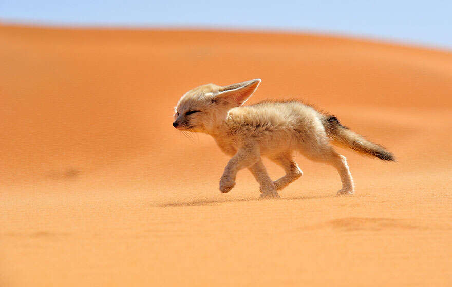 Image of Fennec Fox