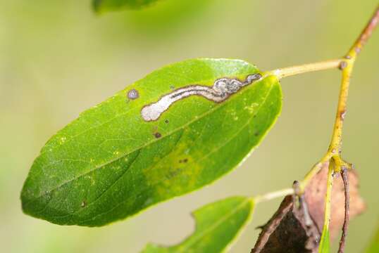 Image of Stigmella paliurella Gerasimov 1937