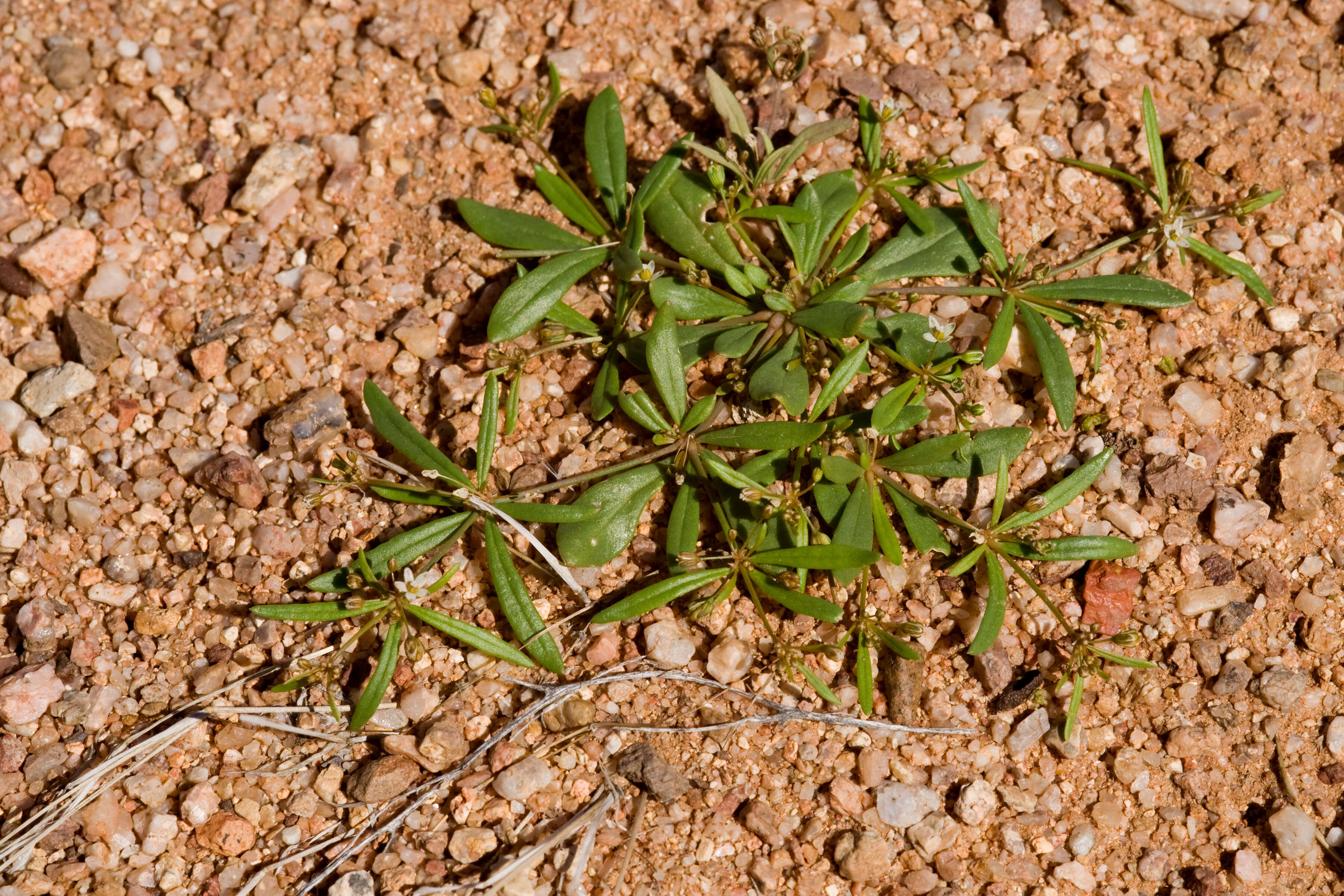 Image of carpetweed