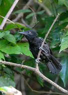 Image of Black-hooded Antshrike