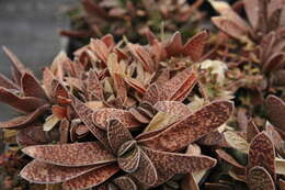 Image of Gasteria obliqua (Aiton) Duval