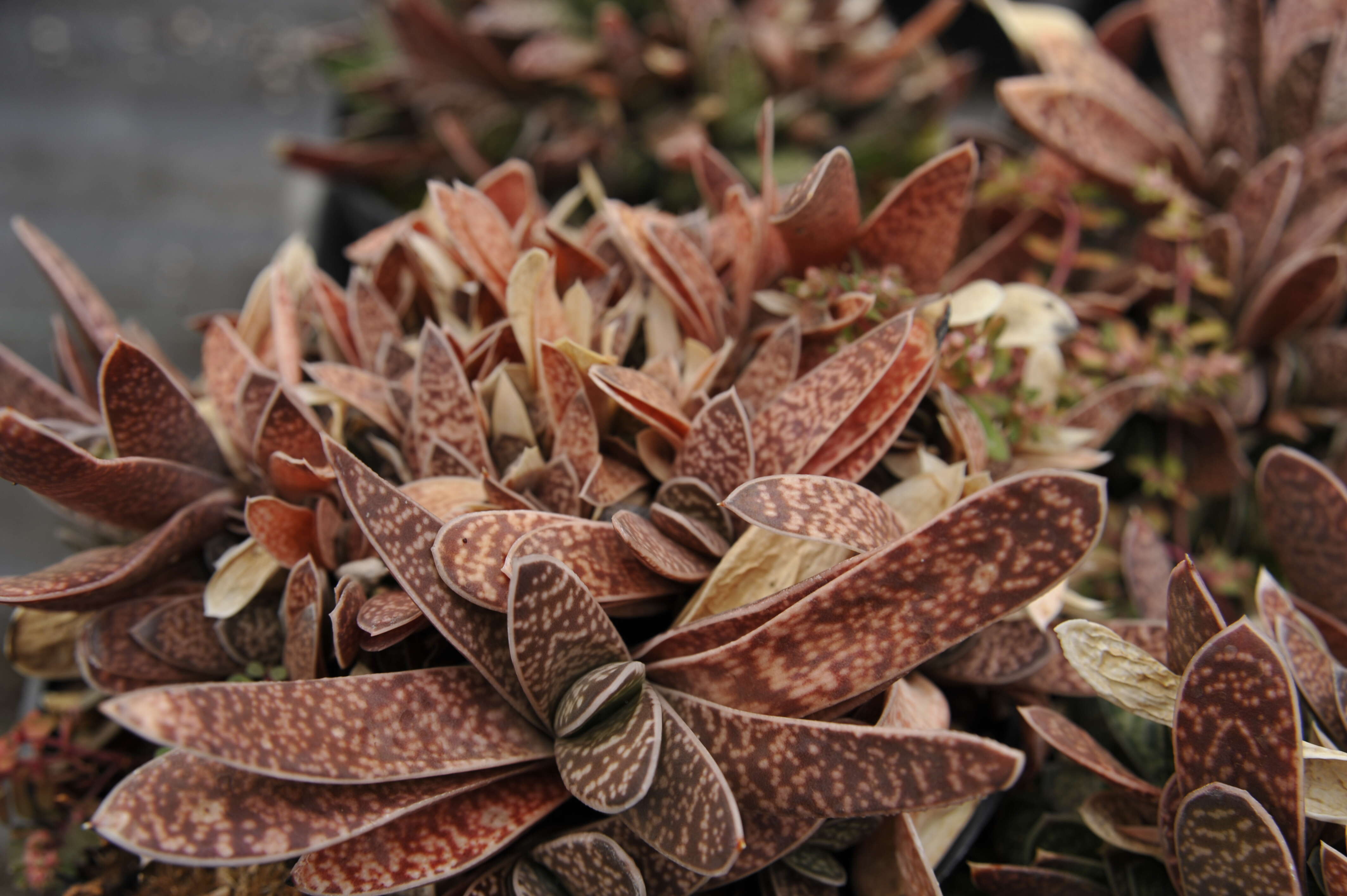 Image of Gasteria obliqua (Aiton) Duval