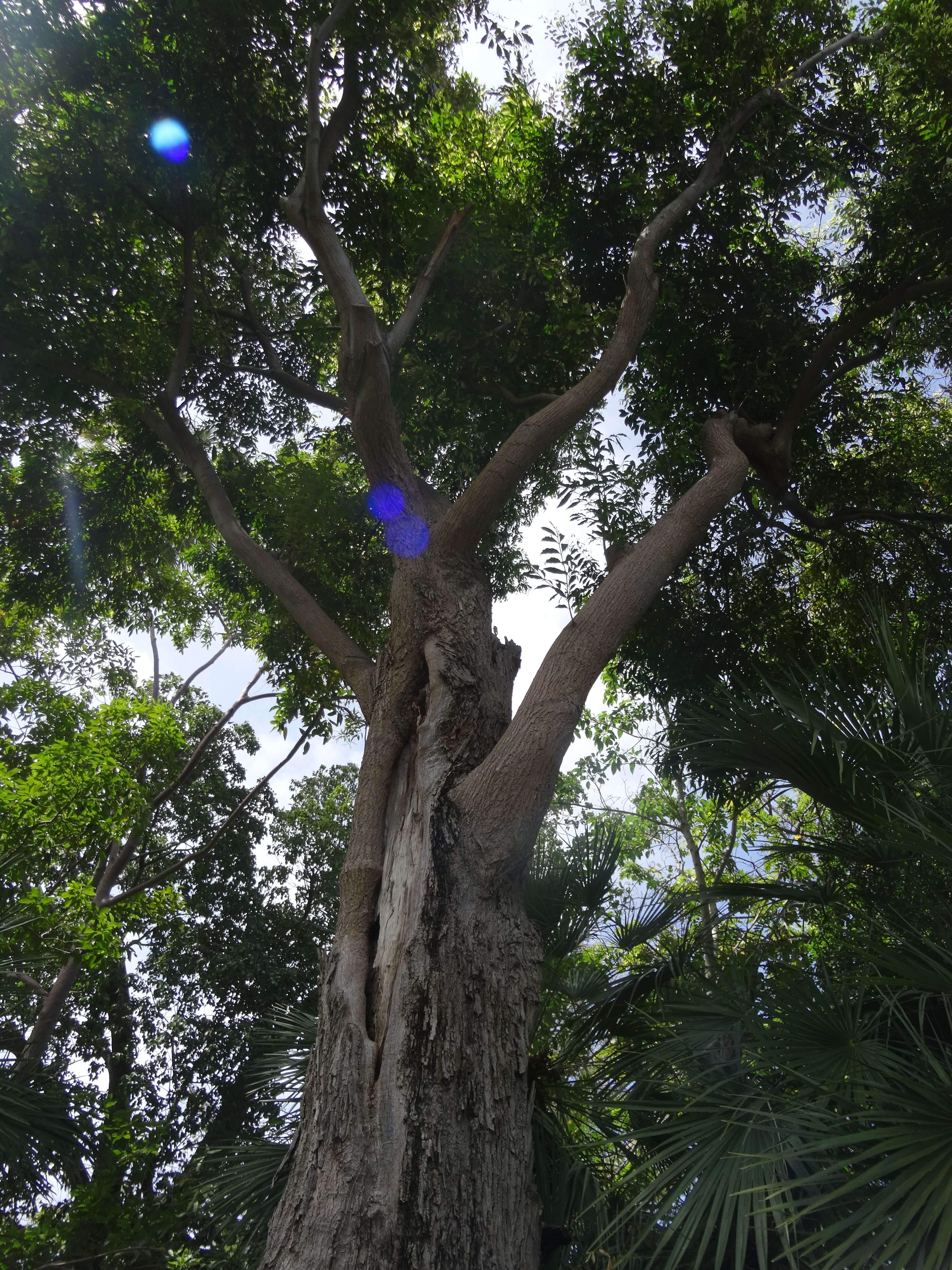 Image of Syzygium floribundum F. Müll.