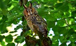 Image of Long-eared Owl